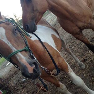 Meet your Posher, Tessa